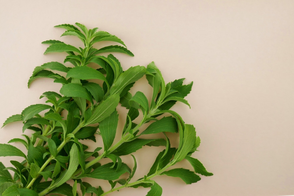 stevia vs sucralose